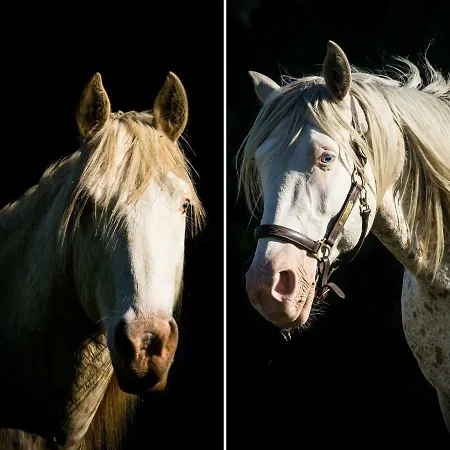 Domaine Des Z'ailes Pensionat