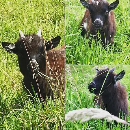 Penzion Domaine Des Z'ailes